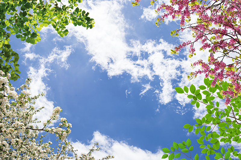 Цвет ясный день. Весеннее небо. Небо весной. Весеннее дерево.